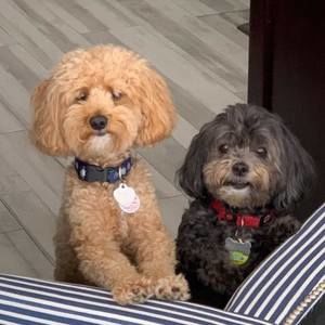 Meet your Posher, Scott